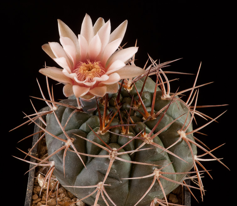 Gymnocalycium guanchinense